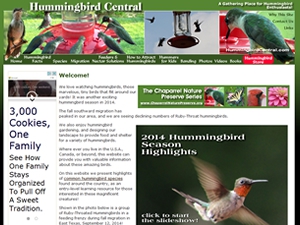 hummingbird-central